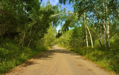 road forest nature