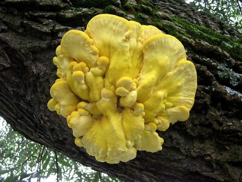 branch tree mushroom