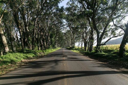 road trees nature