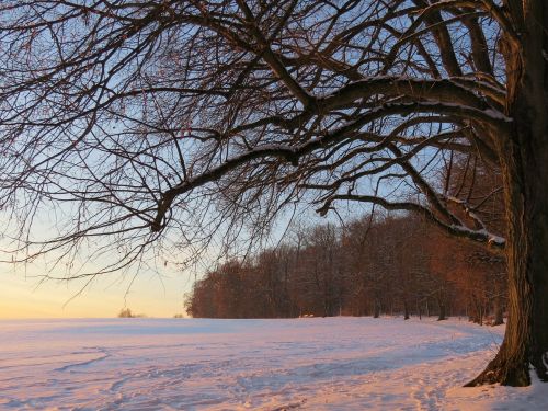 branch tree branches