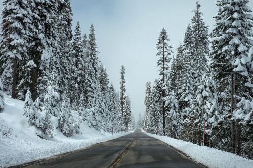 road forest winter