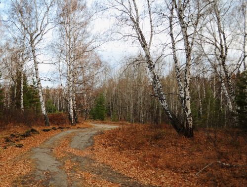 Road In Autumn Forest