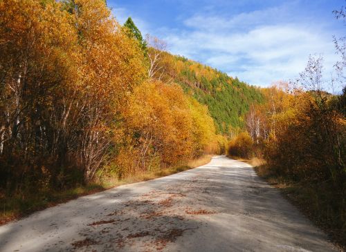 Road In Autumn Forest