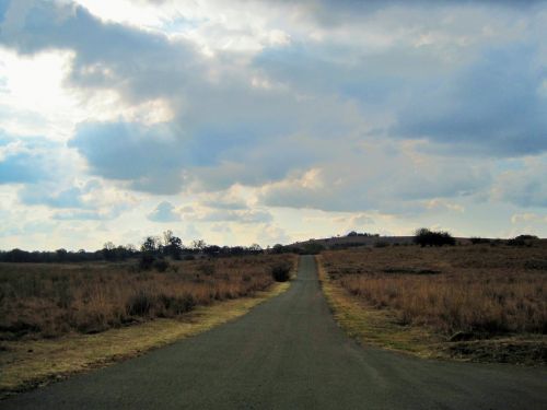 Road In Game Reserve