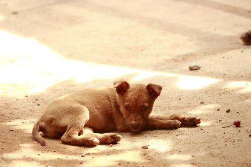 road side puppies  puppy  cute dog