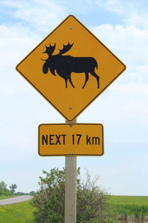 Road Sign Moose