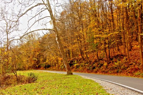 Road Through Autumn Woods