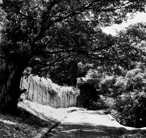 Road With Tree