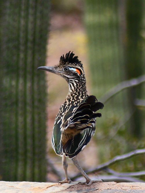 roadrunner bird cactus