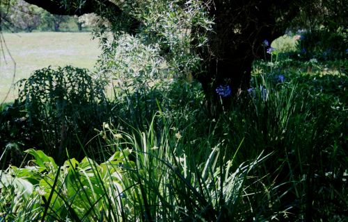 Roadside Garden