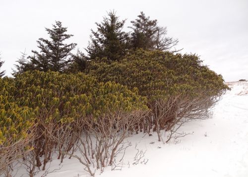 roan mountains snow pine