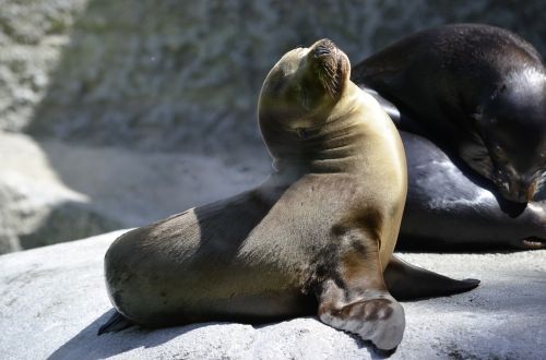 robbe seal baby zoo