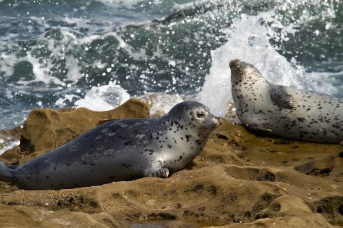 robbe seal animal