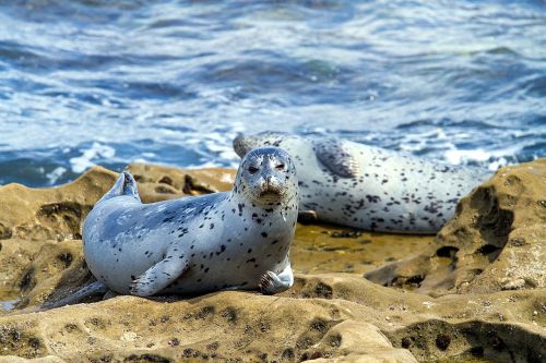 robbe seal aquatic animal