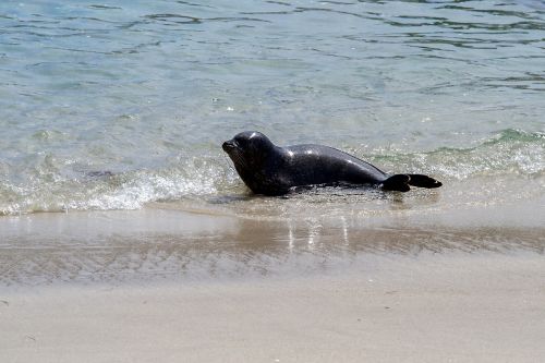 robbe seal aquatic animal