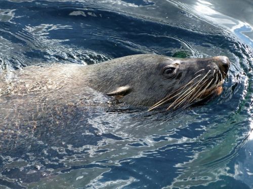 robbe fur seal arctocephalinae otariidae family of eared seal