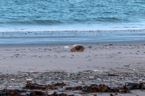 robbe grey seal helgoland