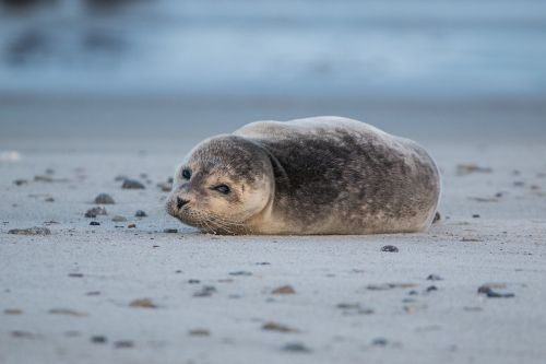 robbe grey seal helgoland