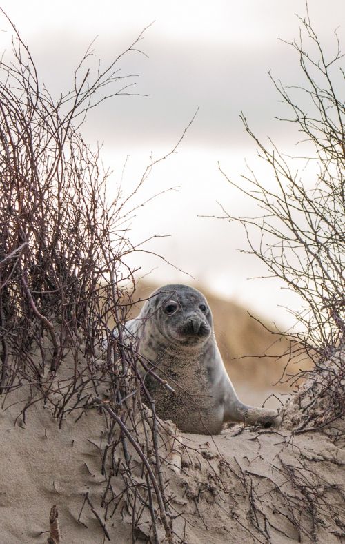 robbe grey seal helgoland