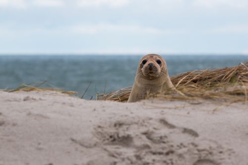 robbe grey seal helgoland