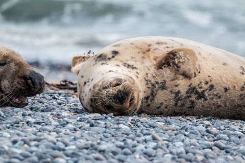 robbe grey seal helgoland