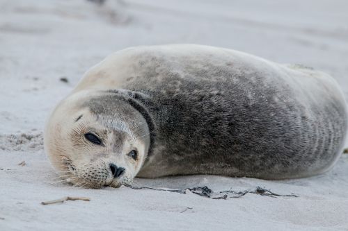 robbe grey seal helgoland