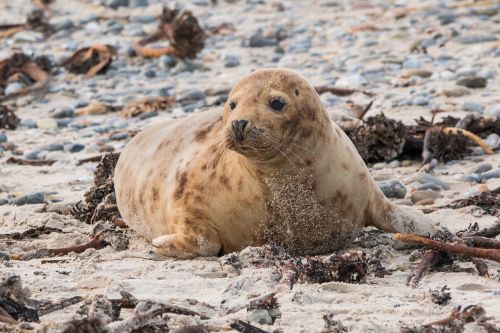 robbe grey seal helgoland