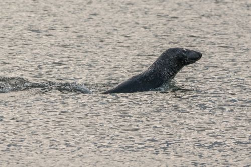 robbe grey seal helgoland