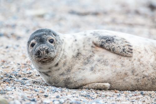 robbe grey seal helgoland