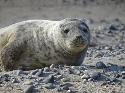 robbe  seal  helgoland