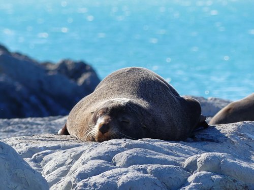 robbe  seal  sea lion