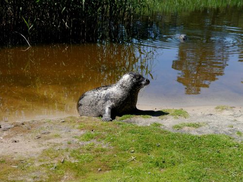 robbe seal nature