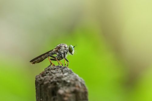 robberfly insect macro
