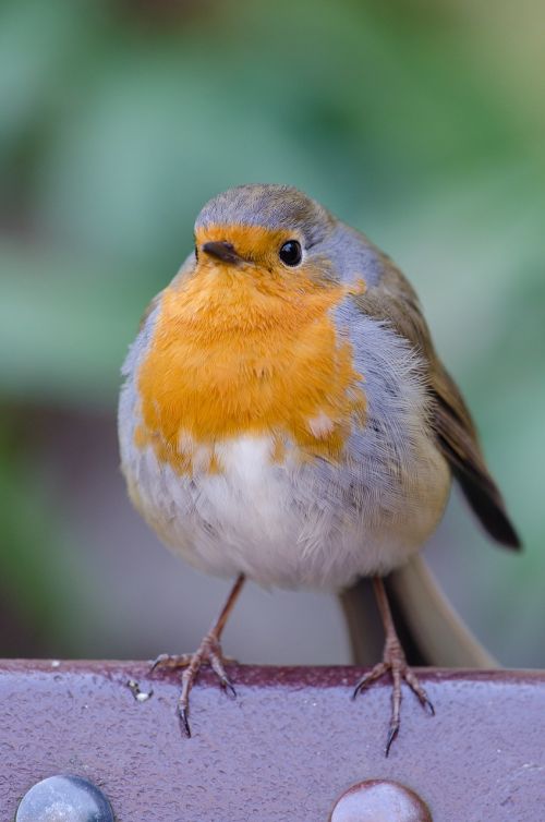 robin bird fat