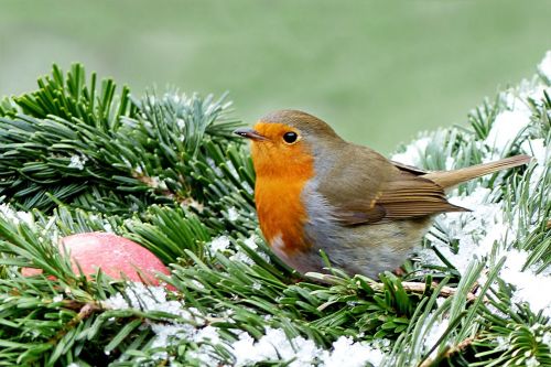 robin erithacus rubecula bird