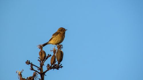 robin sitting tree