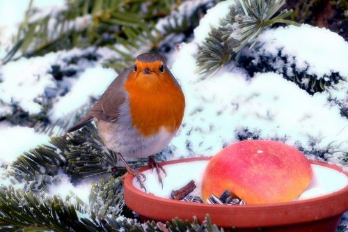 robin erithacus rubecula bird