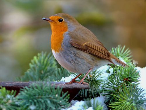 robin erithacus rubecula bird