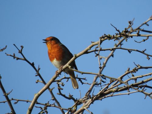 robin bird wild