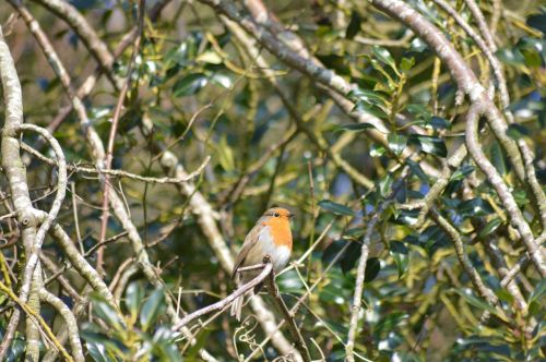 robin bird wildlife