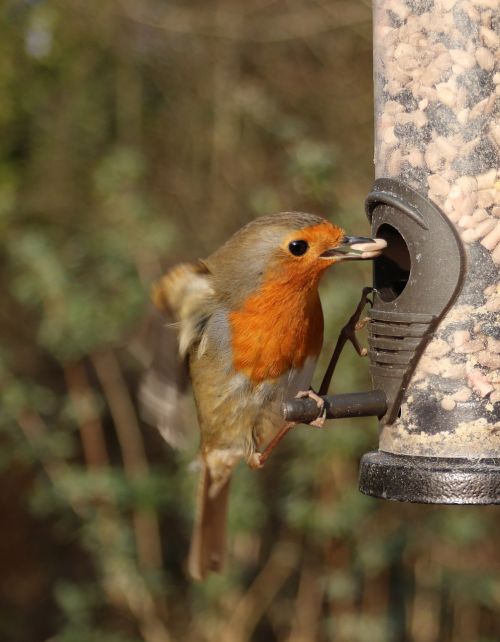 robin flying feeder