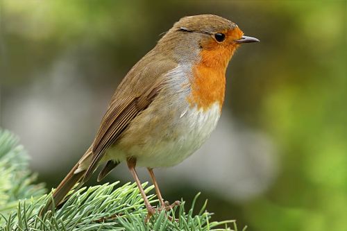robin erithacus rubecula bird