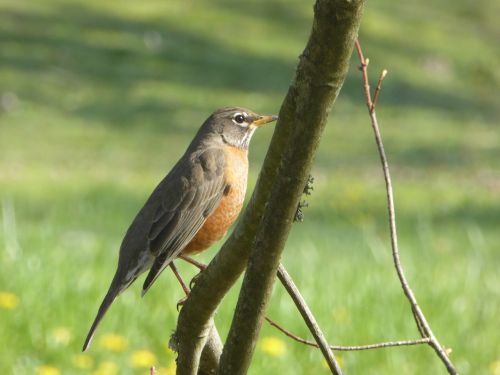 robin bird spring