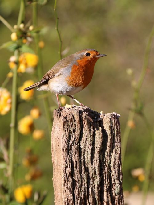 robin post flowers