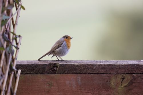 robin garden bird wildlife