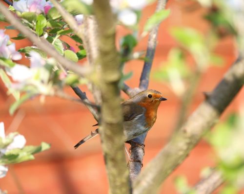 robin tree bird