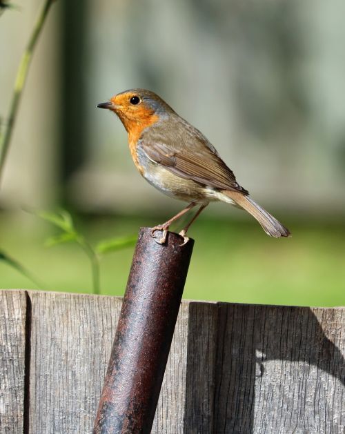 robin perched bird
