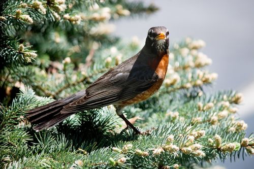 robin bird wildlife