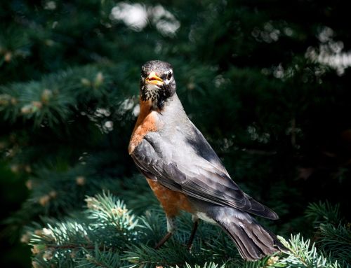 robin bird nature