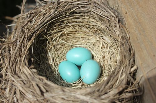 robin bird's nest nest